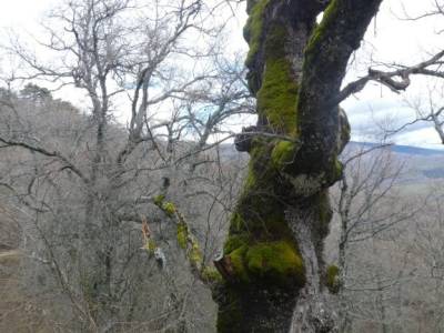 Presa de el Artiñuelo y Carro del Diablo; castillo de priego de córdoba setas en el tiemblo singles 